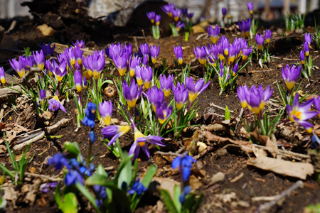 DSC00132c.jpg