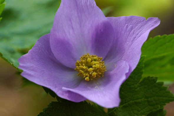 DSC00135ac.jpg