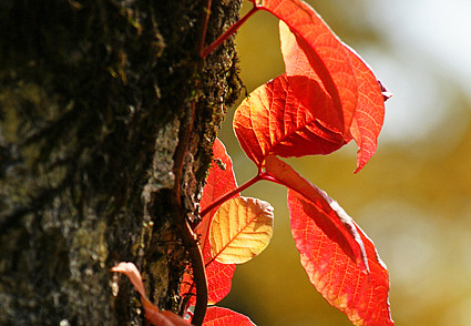 DSC00213cc.jpg