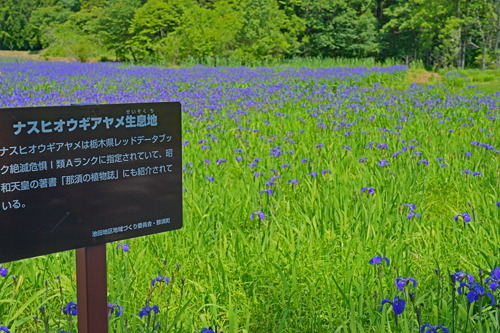 DSC00281c.jpg