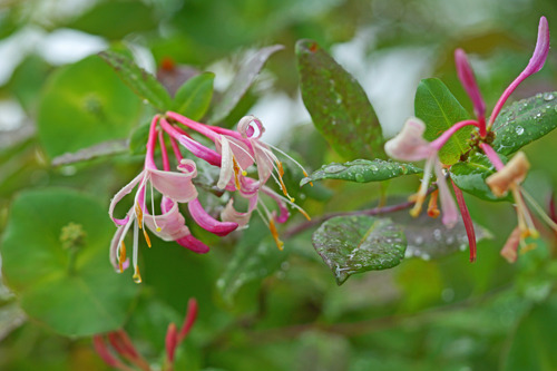 DSC00303c.jpg