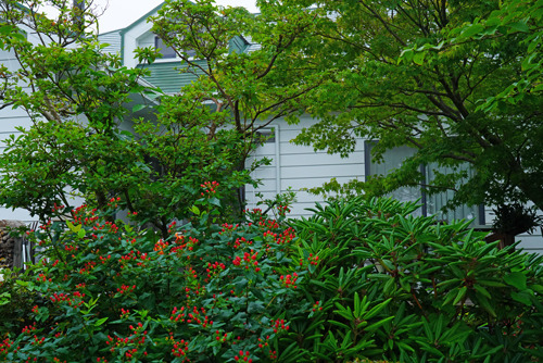 DSC00490c.jpg