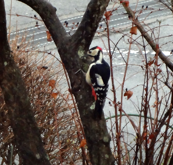DSC00515c.jpg