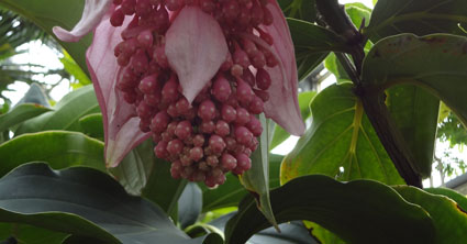 DSC00536c.jpg