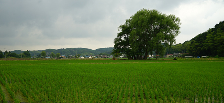 DSC00683c.jpg