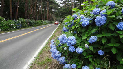DSC00770c.jpg