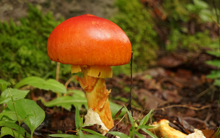 DSC00887c.jpg