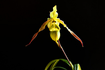 DSC01088c.jpg