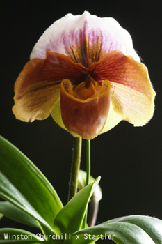 DSC01148c.jpg
