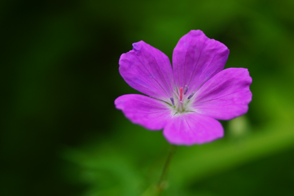 DSC01495c.jpg