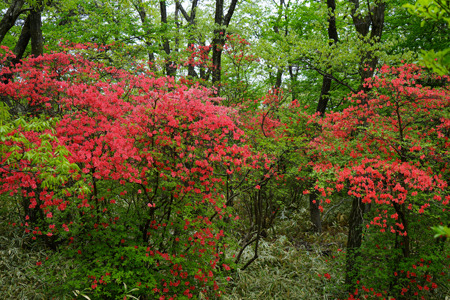 DSC01496c.jpg
