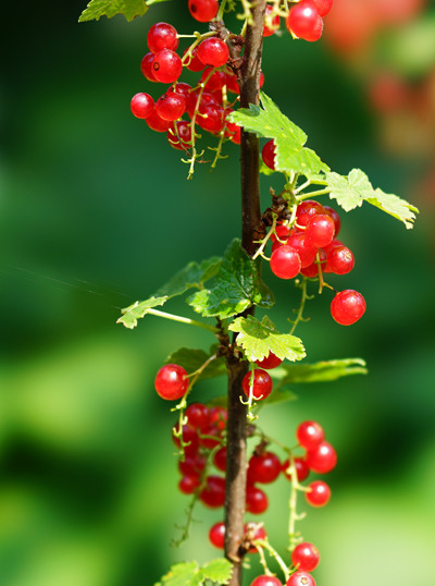 DSC01676c.jpg