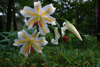 DSC01907c.jpg