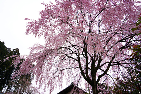 DSC02124c.jpg