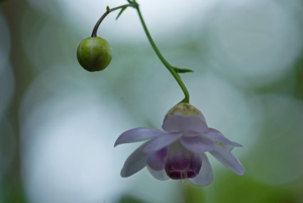 DSC02175cc.jpg