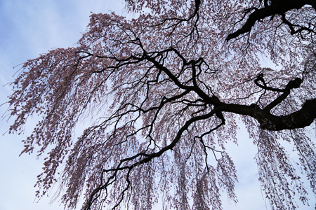 DSC02211c.jpg