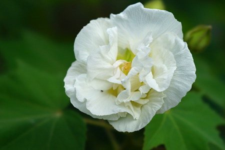 DSC02245c.jpg
