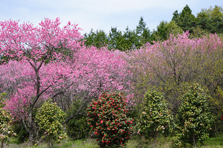 DSC02326c.jpg