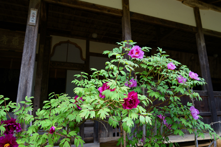 DSC02355c.jpg