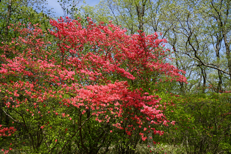 DSC02380c.jpg
