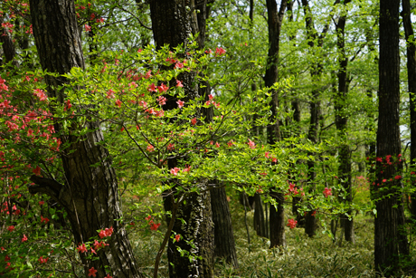 DSC02387c.jpg