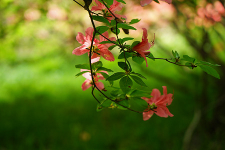 DSC02447c.jpg