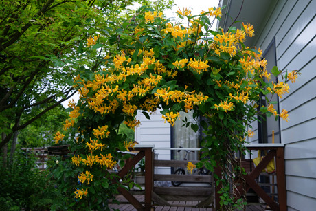 DSC02527c.jpg