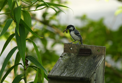 DSC02762c.jpg