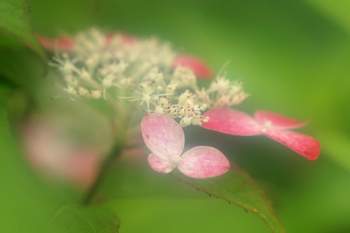 DSC02774c.jpg