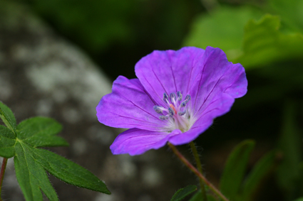 DSC02898c.jpg