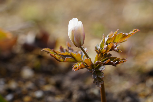 DSC03420aac.jpg