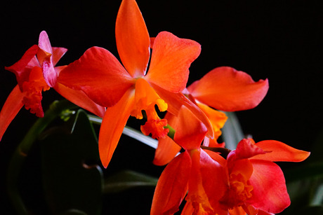 DSC03474cc.jpg