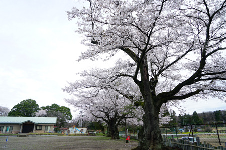 DSC03593cc.jpg
