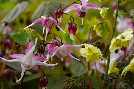 DSC03612c.jpg