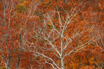DSC03754ac.jpg