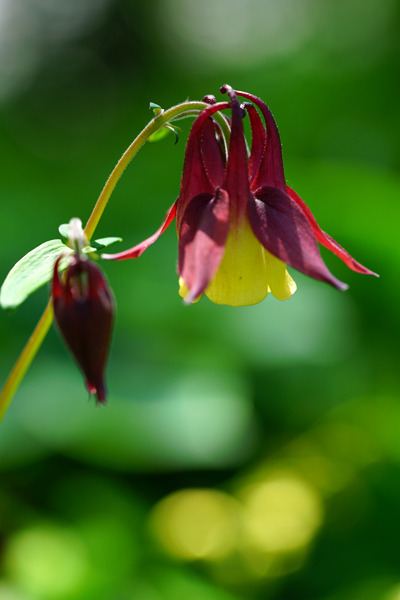 DSC03787c.jpg