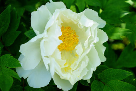 DSC03886c.jpg