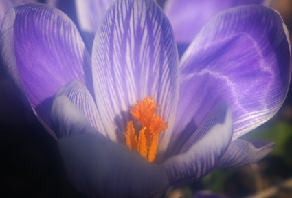 DSC04352c.jpg