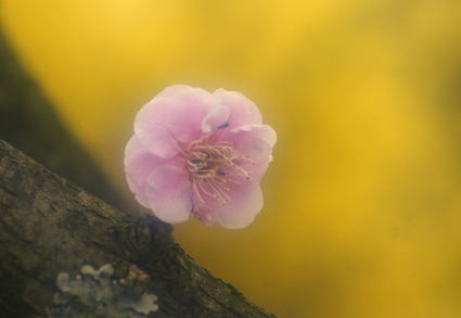 DSC04410c.jpg