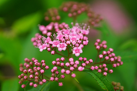 DSC04741c.jpg