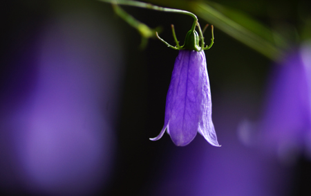 DSC05111c.jpg