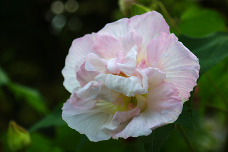 DSC05164c.jpg