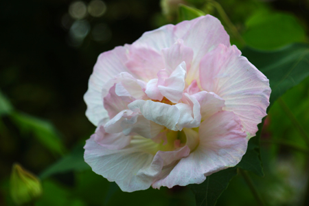 DSC05164c.jpg