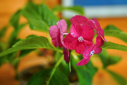 DSC05298c.jpg