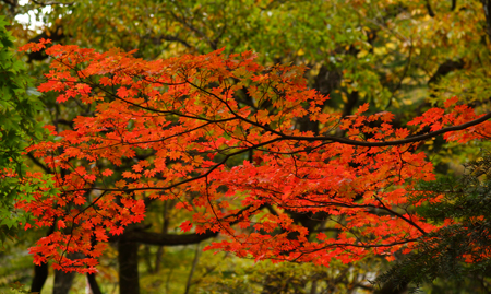 DSC05329c.jpg