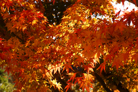 DSC05419c.jpg