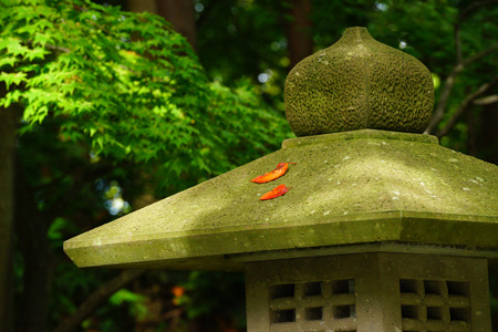 DSC05445c.jpg