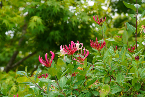 DSC05478c.jpg