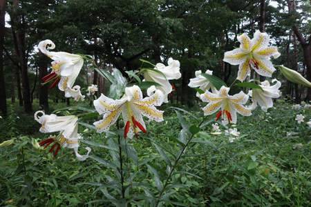 DSC05607c.jpg