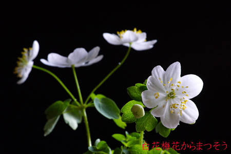 DSC05895cc.jpg